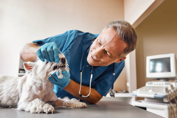 Best Emergency Treatment for Dental Infections or Abscesses in Poteet, TX